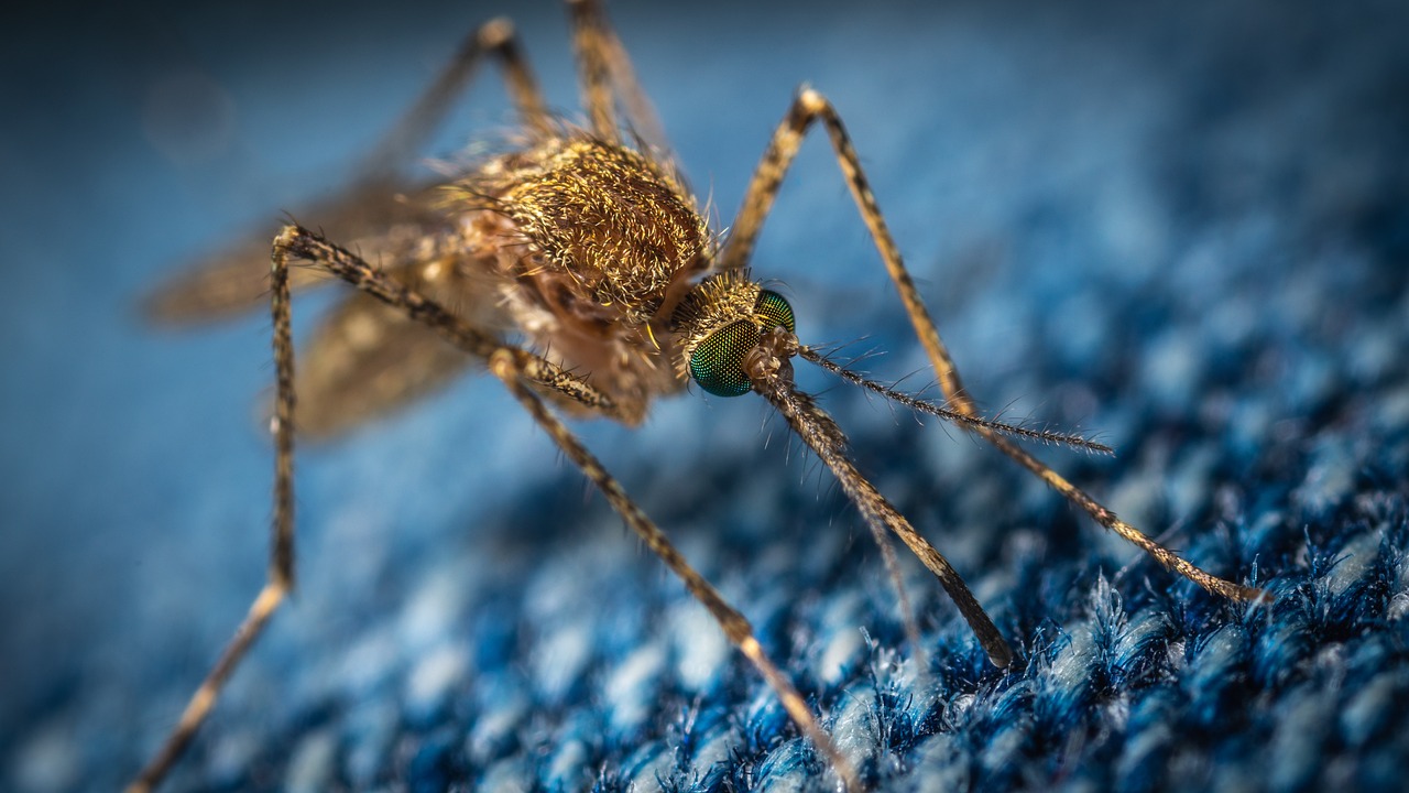 Ukąszony przez komara? Objawy chorób